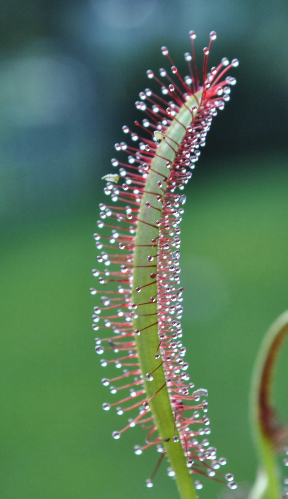 Blok888 Top 10 Weirdest Flowers in the world
