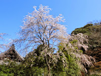 安国論寺の枝垂れ桜