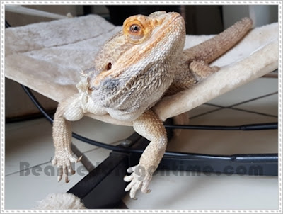 Bearded dragons care