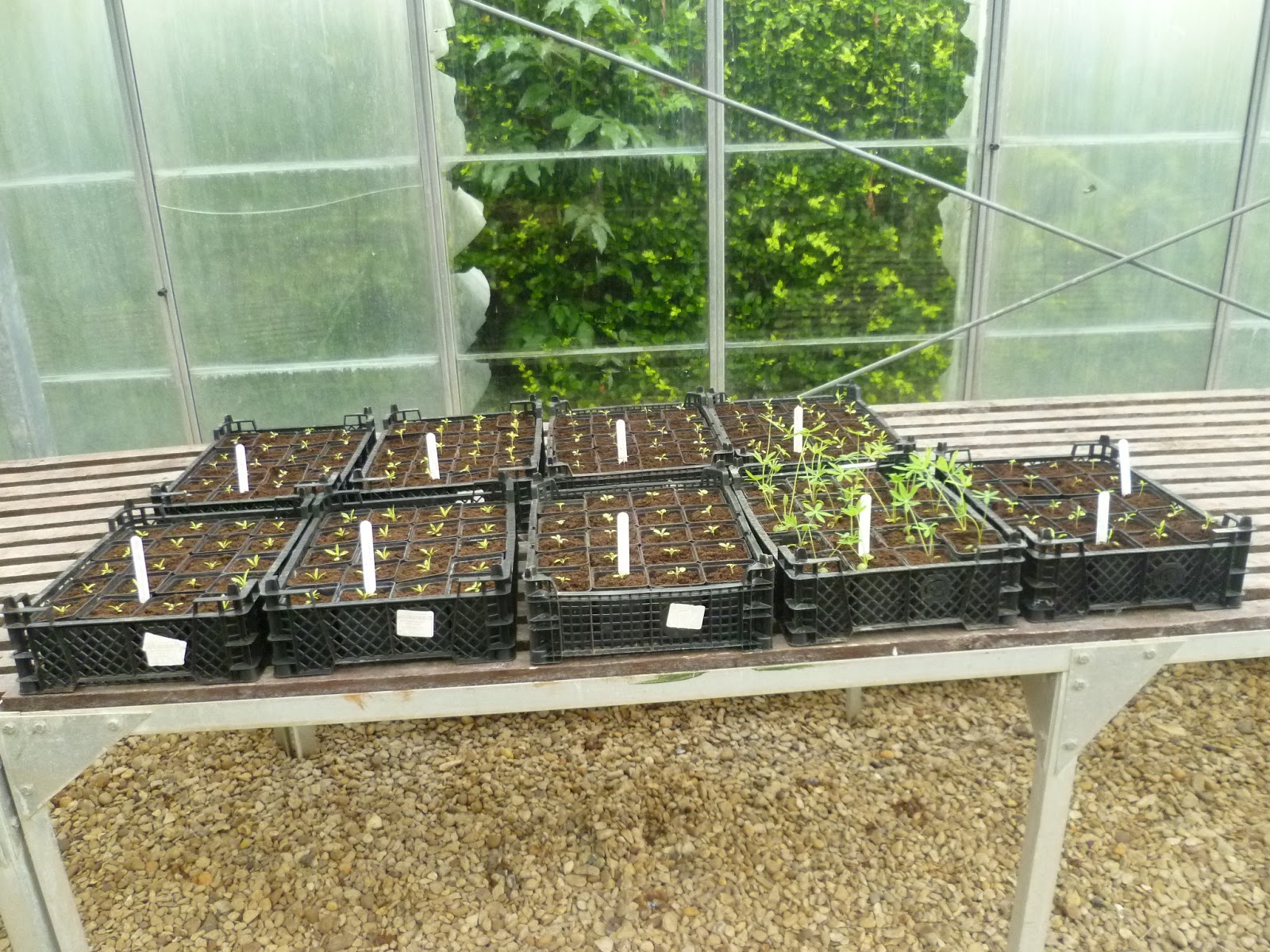 Worcester College Gardeners 20092018 Pricking Out And Pot Washing