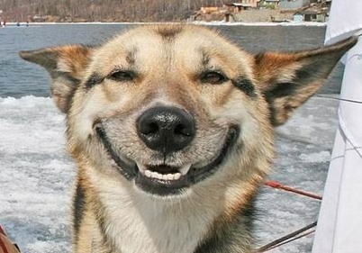 [Image: smiling-dog-2.jpg]