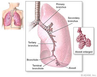 Signs and Side effects of Mesothelioma cancer - Who Gets Mesothelioma? Signs and Side effects of Mesothelioma cancer - Who Gets Mesothelioma?