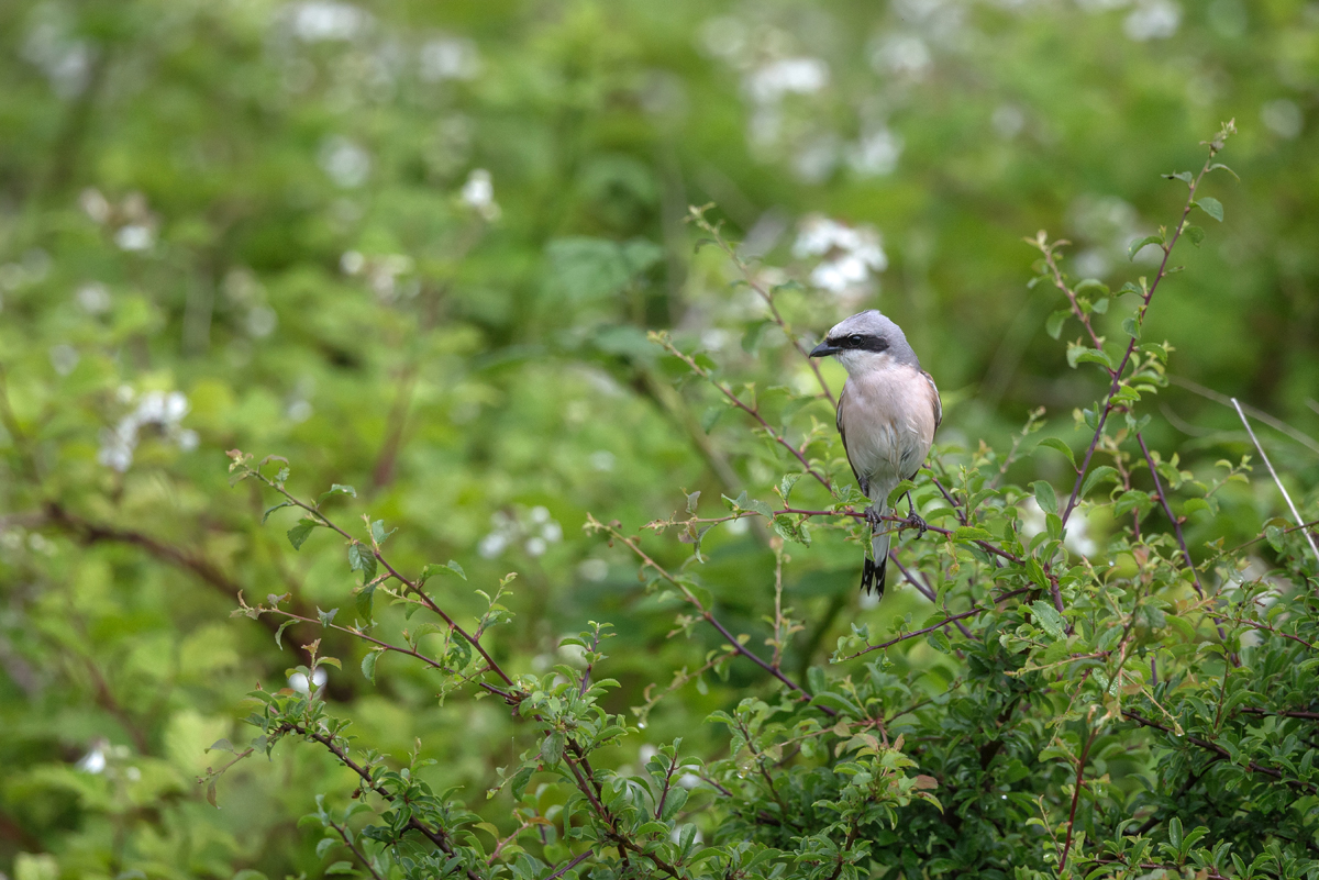 Images Nature Chambray Pie grièche mâle, femelle et juvéniles.