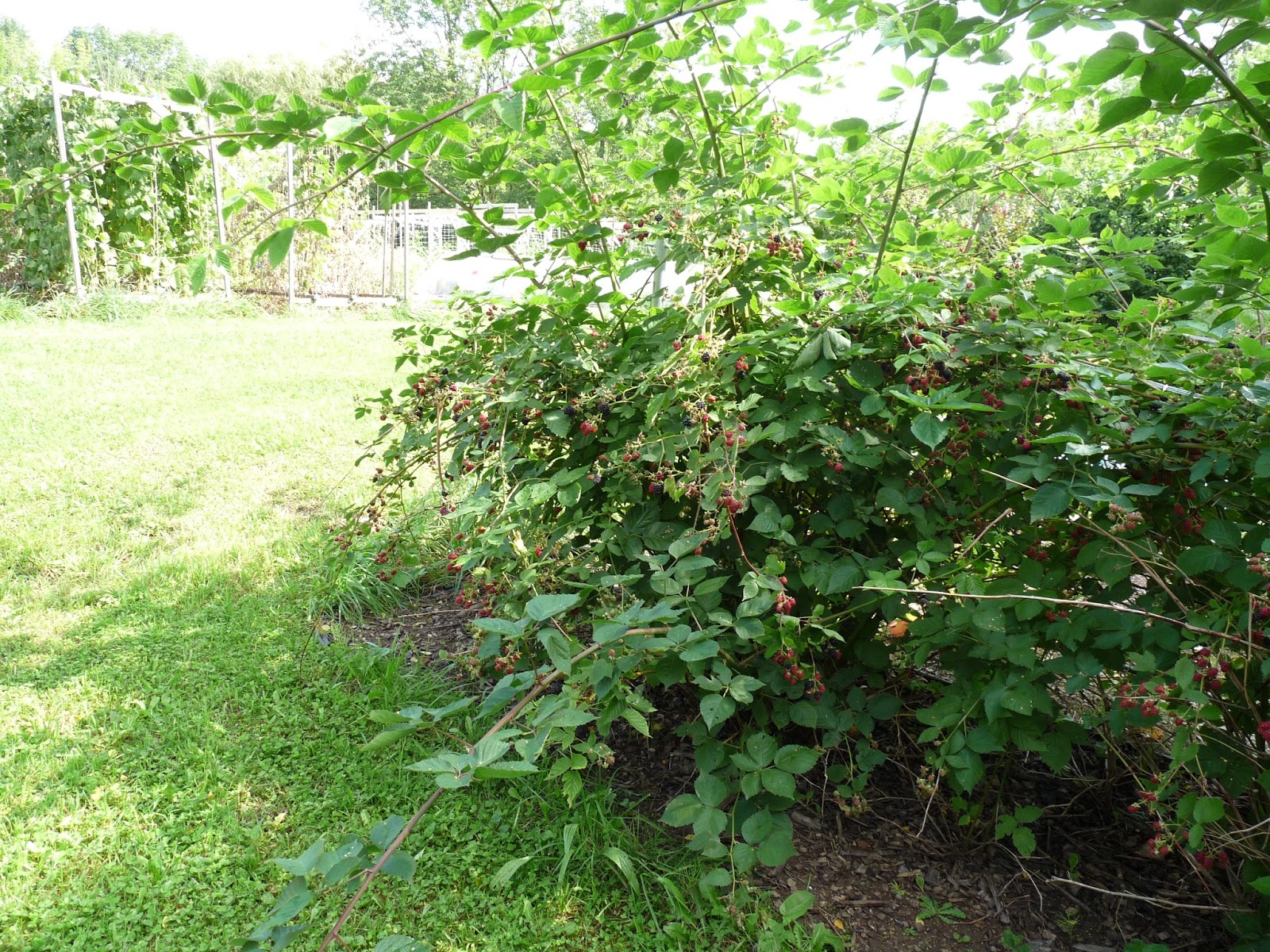 Seasonal Ontario Food Thornless Blackberries
