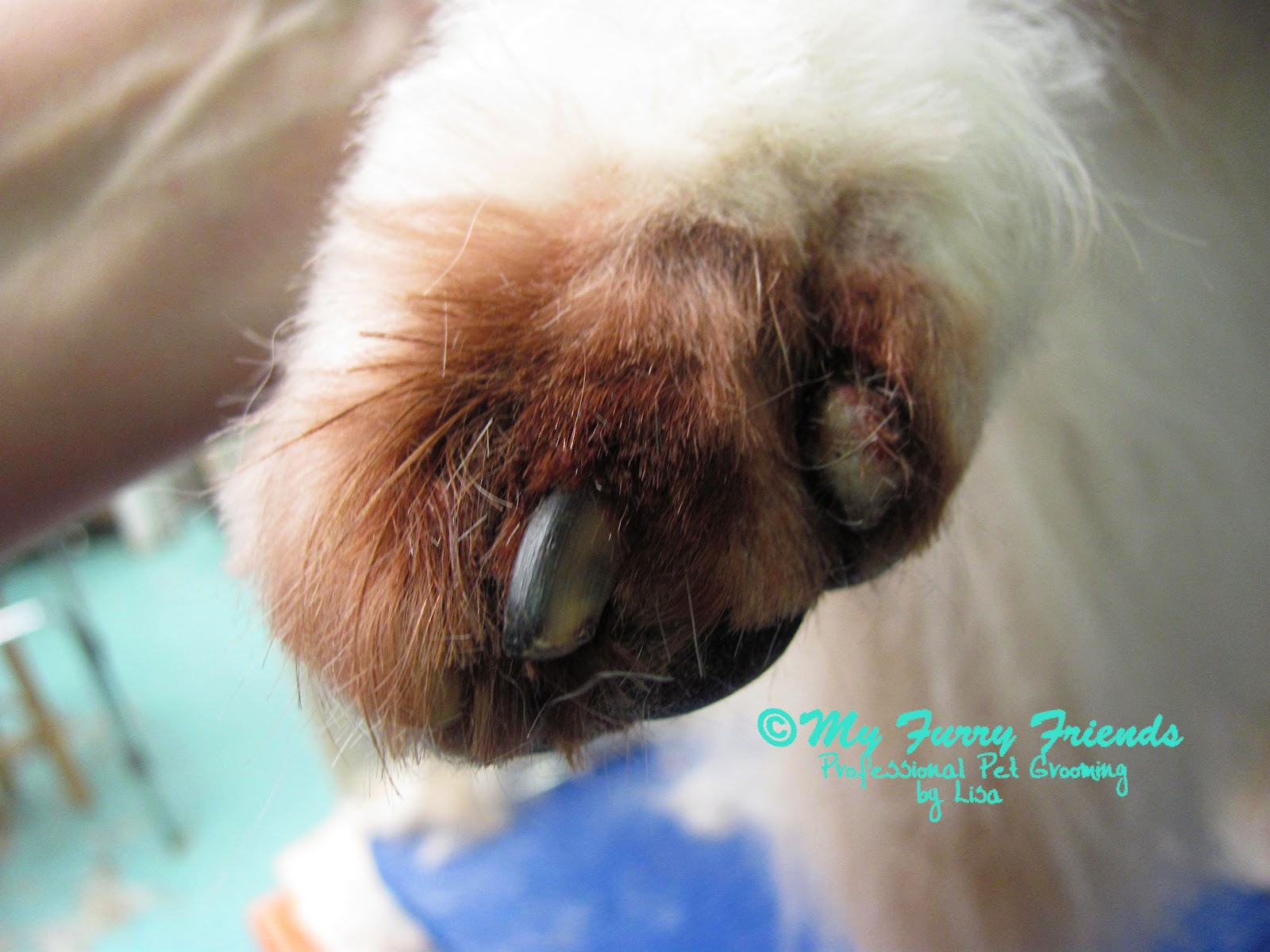 Pet Grooming The Good, The Bad, & The Furry Helping Dogs