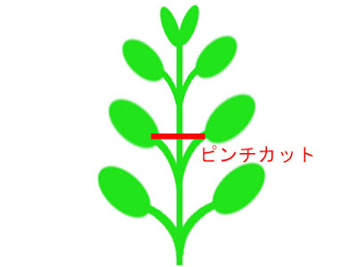 ハイグロフィラなどの対生の水草模式図(ピンチカット)