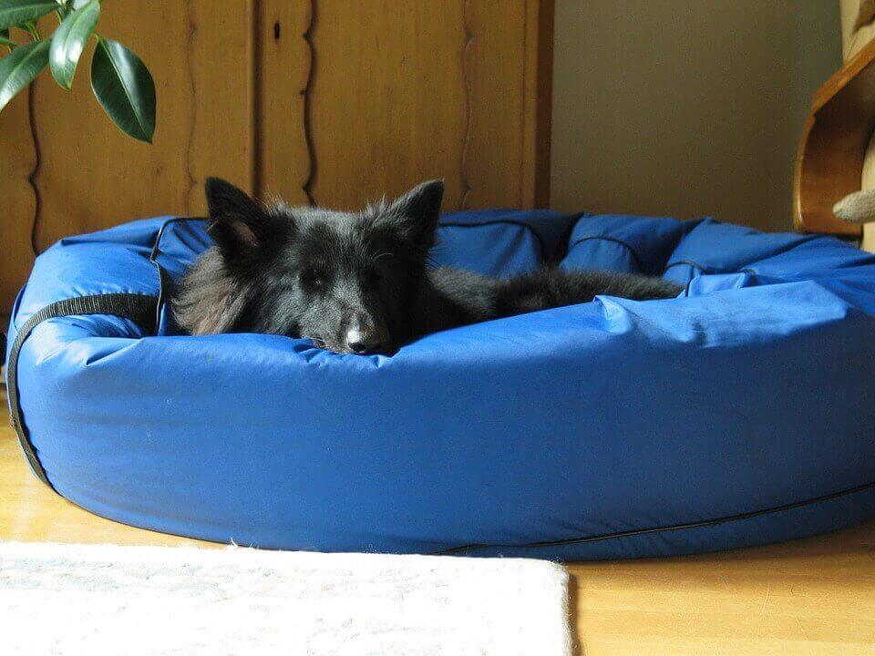 Make a DIY Dog Bed for Your New Dog Make a DIY Dog Bed for Your New Dog