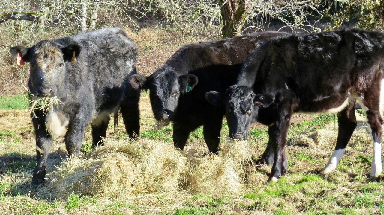 LuAnn Kessi Feeding Yearling Cattle...