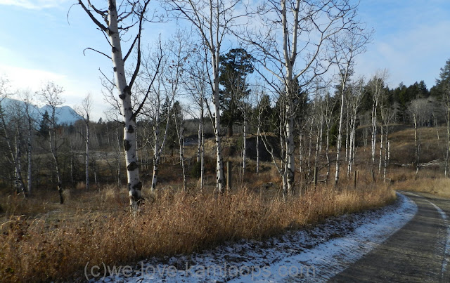 Aspen trees without leaves on the driveway from Jandana Ranch