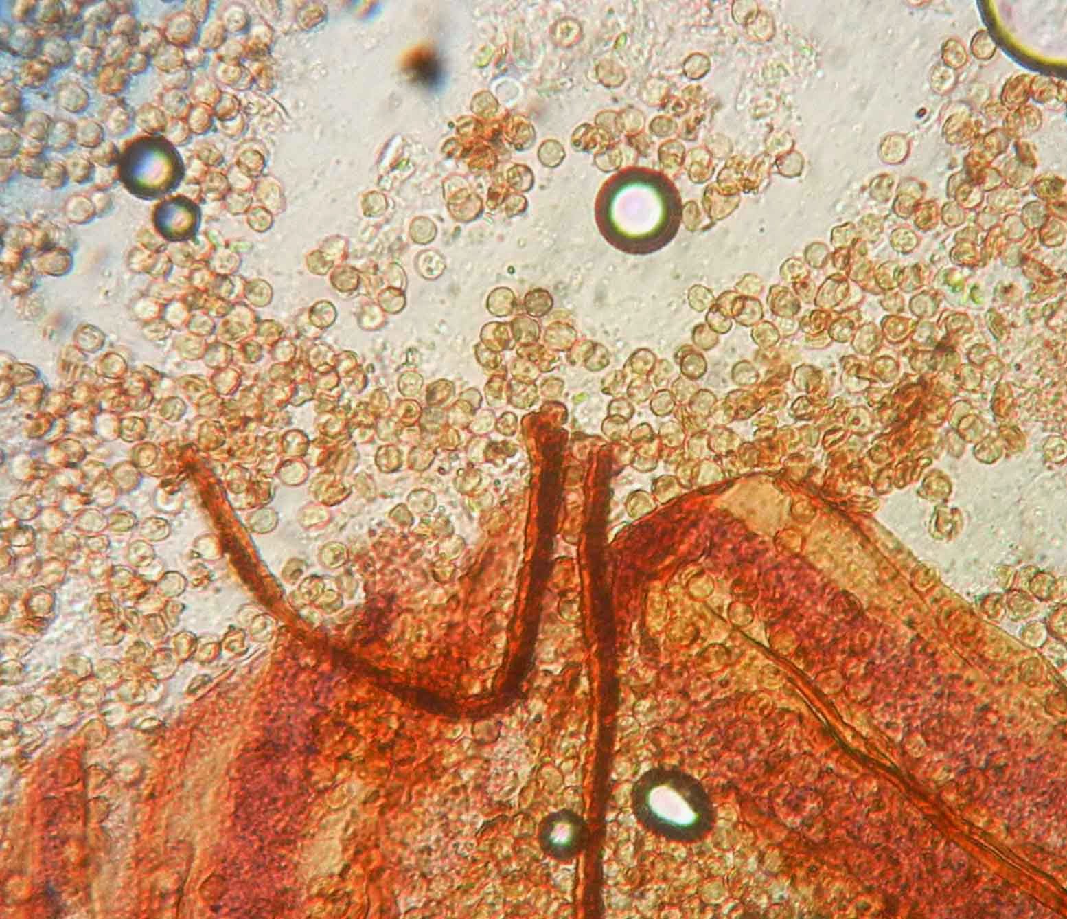 Cribraria cancellata spores and peridium Cribraria cancellata spores and peridium