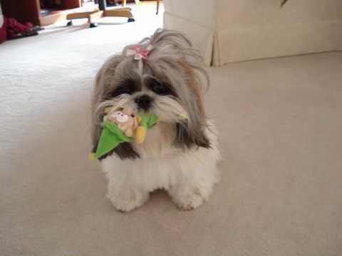10 Shih Tzu que se recusam a largar os seus brinquedos favoritos