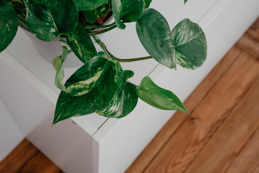 potos, planta, purificar aire, casa, hogar, decoracion, cuidado plantas, como cuidar una planta, como regar