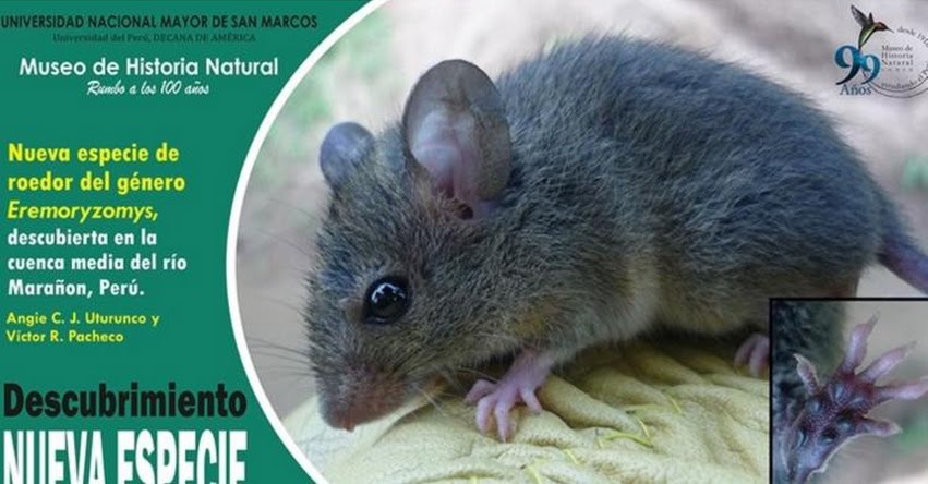Reportan hallazgo de nueva especie de mamífero endémico para el Perú Reportan hallazgo de nueva especie de mamífero endémico para el Perú
