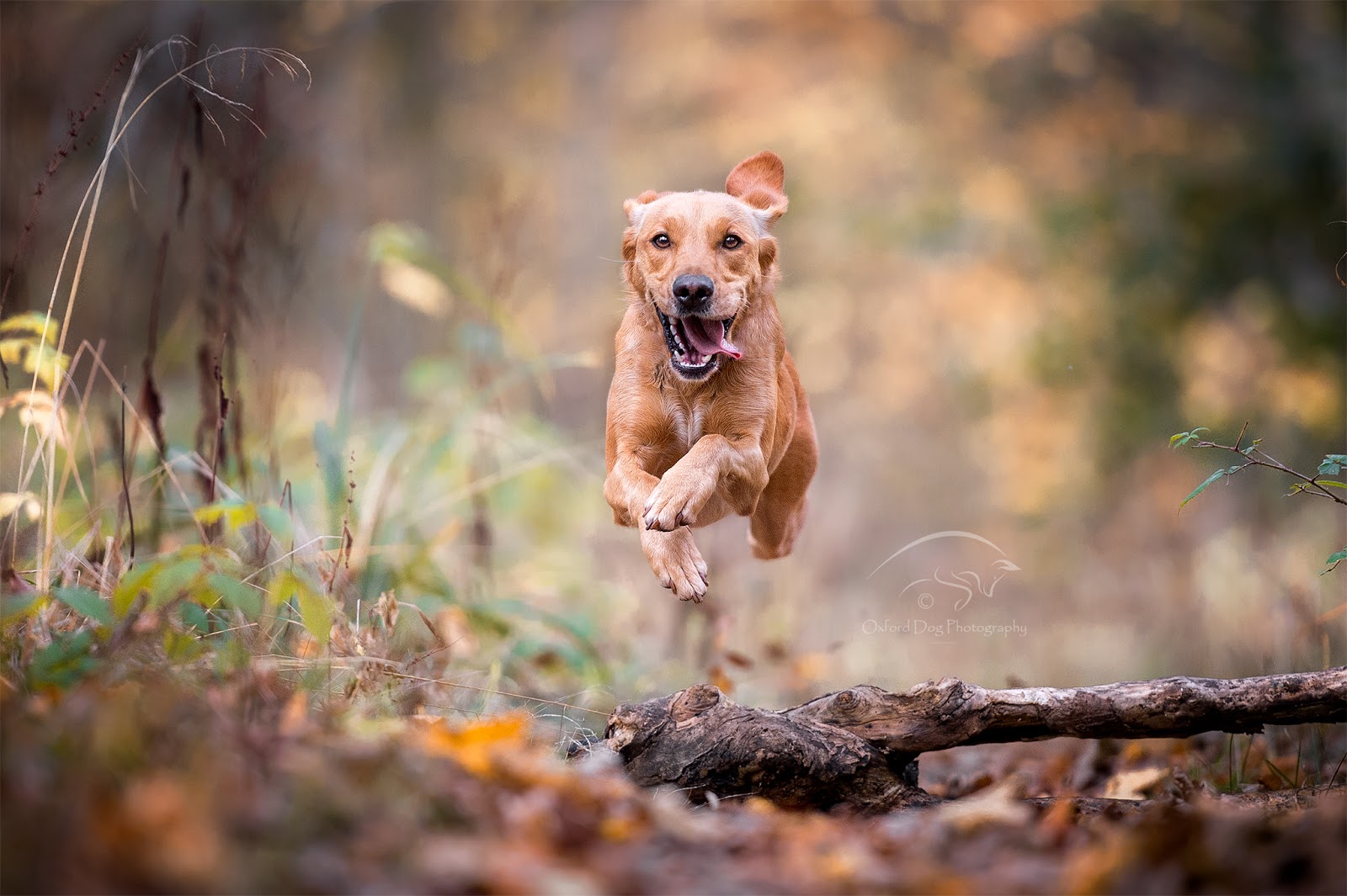 How Do You Photograph A Dog In Motion