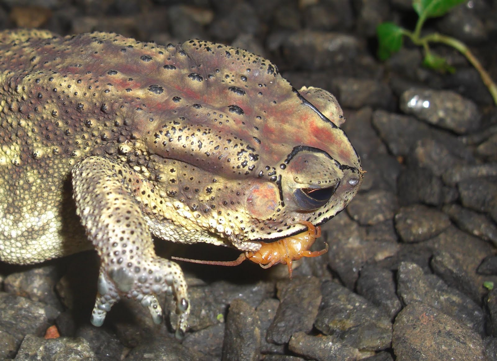 How To Feed A Toad – What Do Toads Eat? The Complete Guide To Toad Food ...