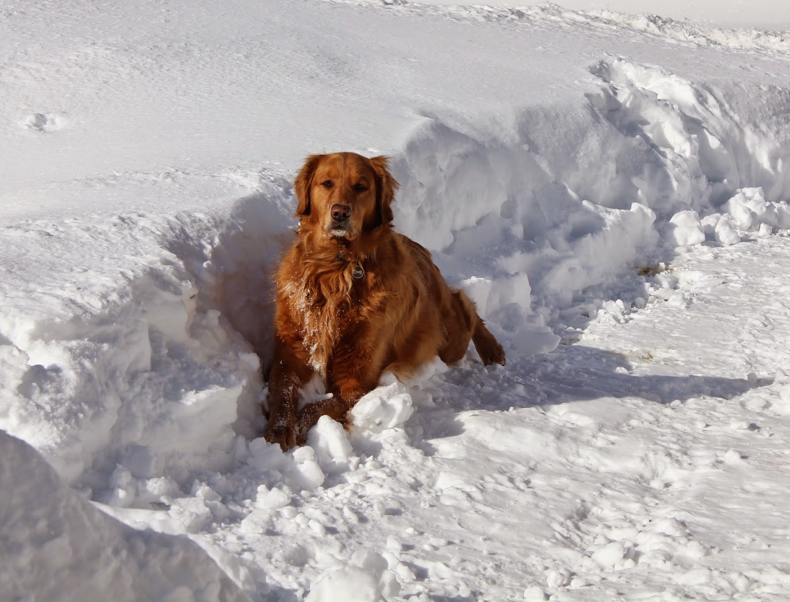 dog laying and stretching in snow