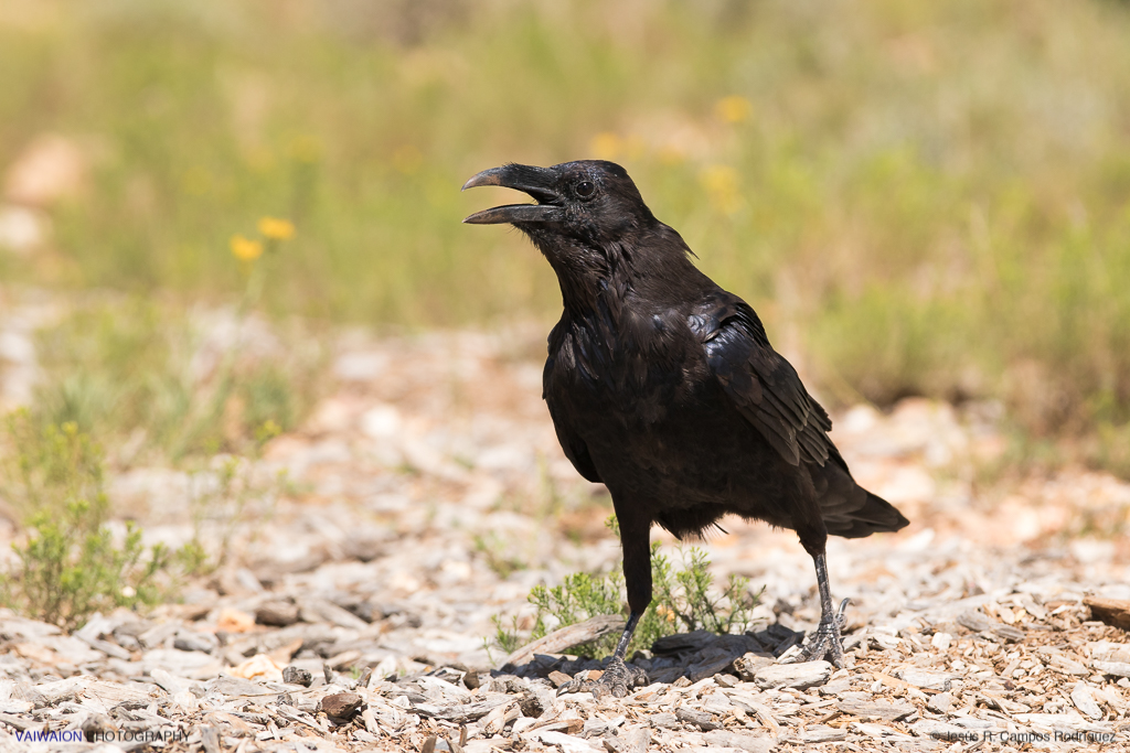 Raven (Corvus corax). Gran Cañón del Colorado. Raven (Corvus corax). Gran Cañón del Colorado.