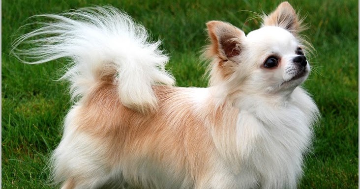 All About Dogs Images Long Haired Chihuahua Puppies For Sale