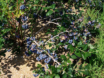  The blueberries were huge and there were so many of them that it was very easy to pick a basketful in a very short time.