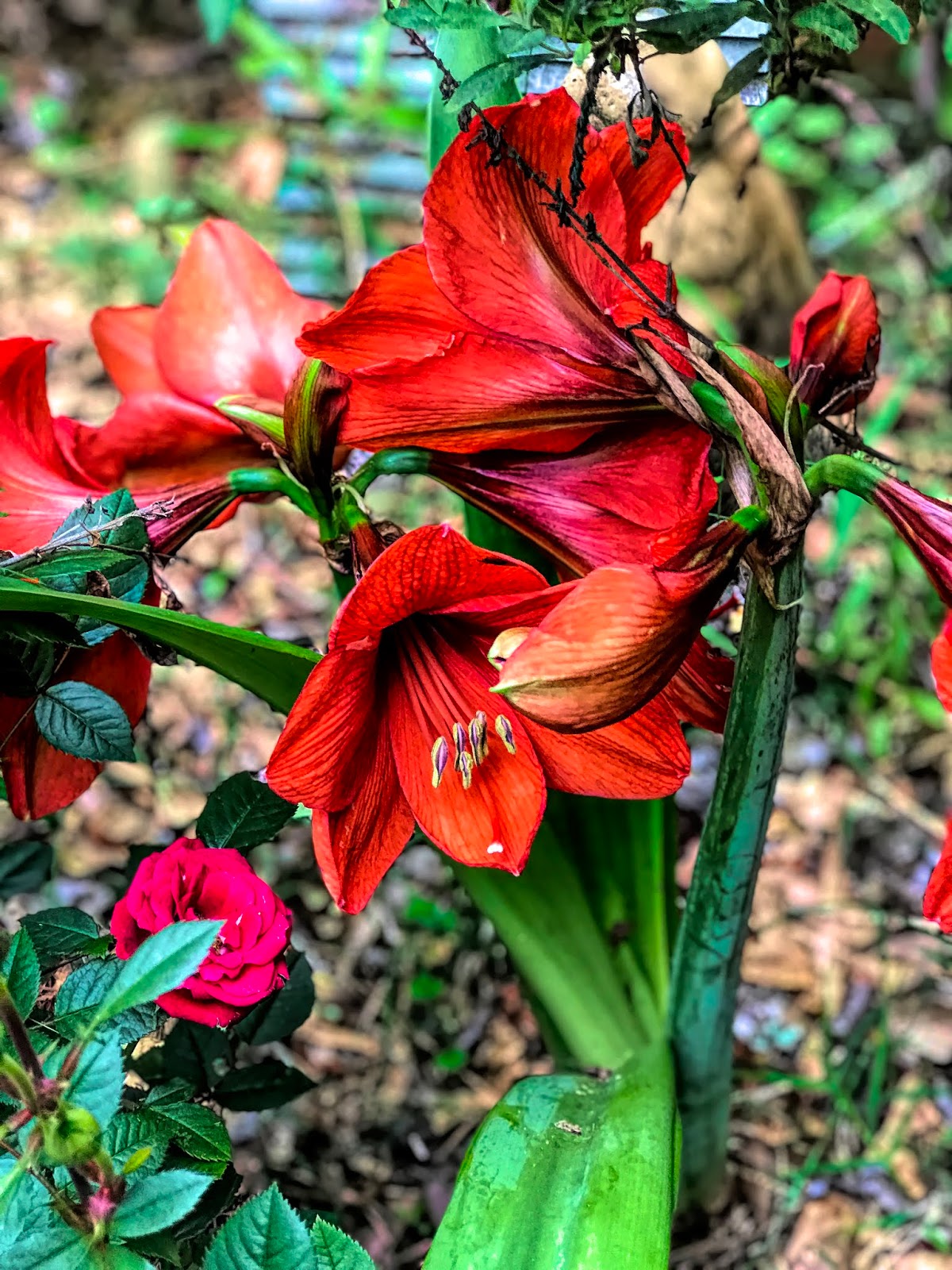 Life 101 : Amaryllis