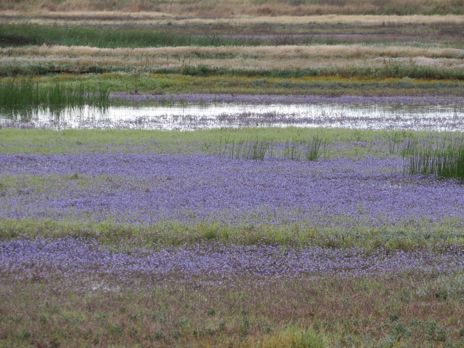 Vaughn the Road Again Purple Wildflowers ↔ Sacramento National