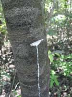 Native Latex Tree in Analog Forestry