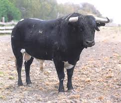 MIOTAURO ENCASTE VILLAMARTA