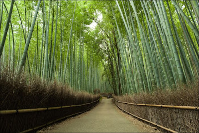 bosque de bambú de Sagano, Japón.