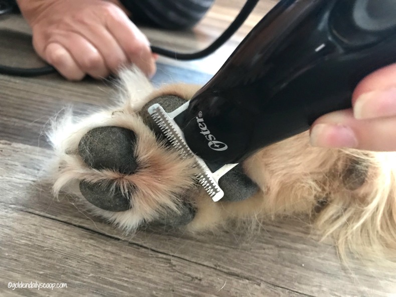 How Do I Trim My Golden Retrievers Paws