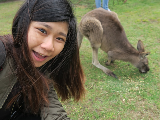 Getting pictures with the kangaroo,  Maru Koala and Animal Park, melbourne, australia