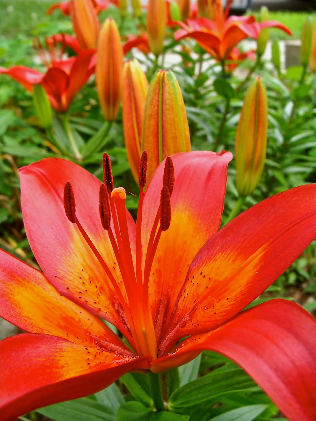florissimo border lilies