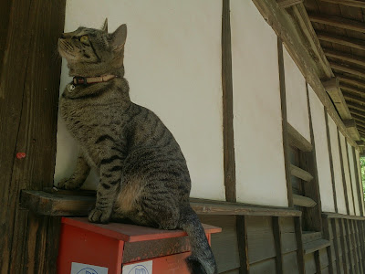 郵便受けの上の猫
