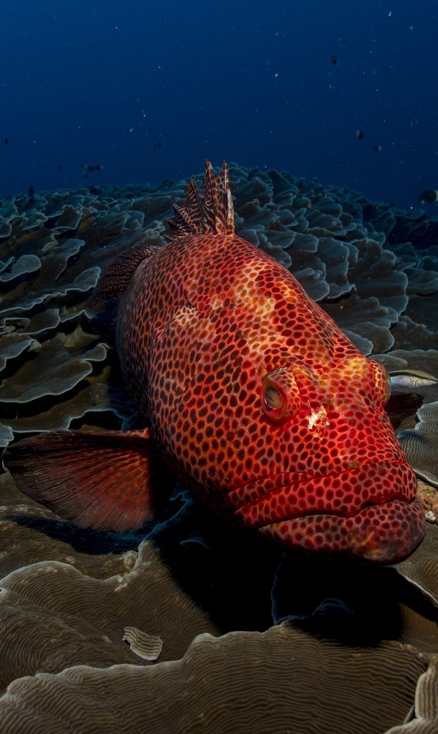 Red grouper fish. Red grouper fish.