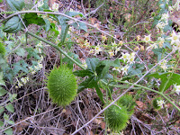 Wild cucumber on Silver Fish Fire Road in San Gabriel Canyon