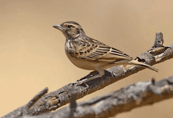 Daftar Resmi Harga Burung Bubut Update Terbaru Saat Ini Unsur Rimba