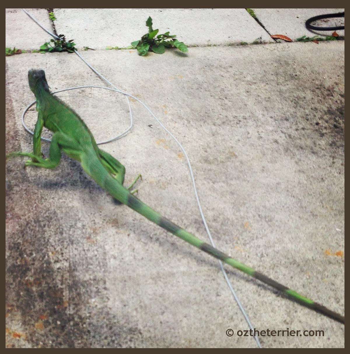 hewanpurba2016 iguana vs cat Images