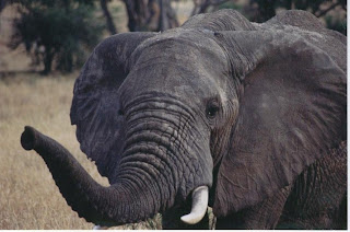 Elephant photo Tanzania Africa Amie McCracken