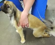 cão com lesão medular