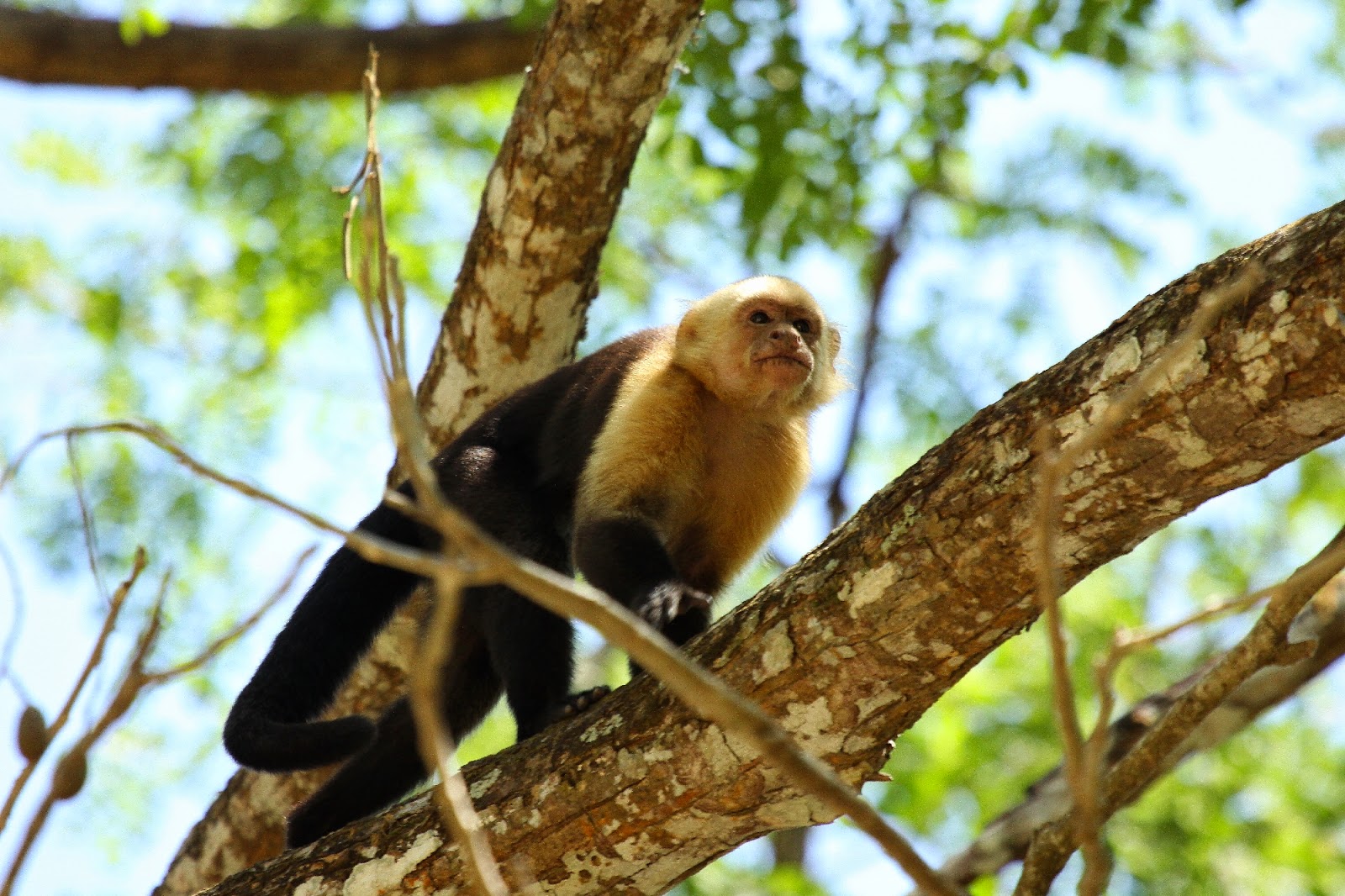 Chris Lansdell's Birding & Nature Diary: A bit of monkey business from