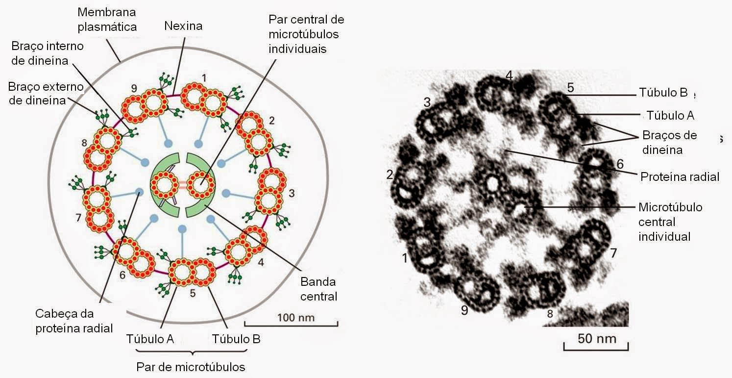 Genmol setembro 2014 Genmol setembro 2014