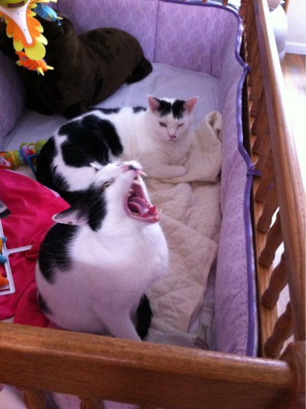 Cats takes cribs. Animal Photo