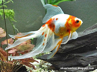 20 ANEKA RAGAM JENIS IKAN MAS KOKI - GOLDFISH