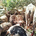 PHOTOS: THUNDERSTORM KILLS THOUSANDS OF FULANI HERDSMEN COWS