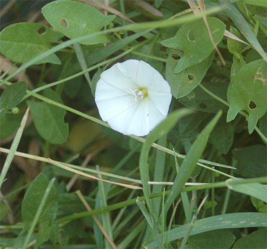 Michigan Wildflowers 2012 May 29 Field Bindweed and Moneywort
