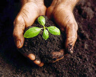 Gambar Dampak Perlindungan Tanaman Sayuran Dataran Tinggi