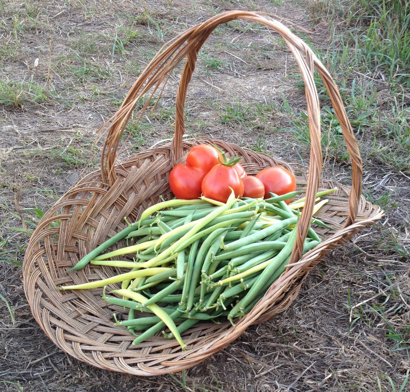 Habitat Farm Bean Harvest.