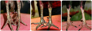 Ciri Sisik Kaki Ayam Birma Paling Mematikan