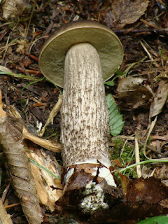 Leccinum pseudoscabrum DSC58176