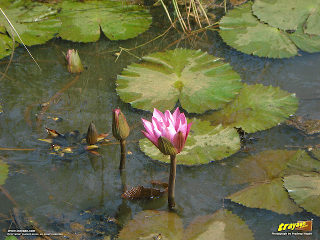 A Pink Water Lily, not fully bloomed, but beautiful nonetheless