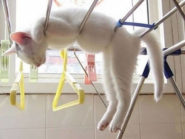 cats%2Bwhite-min